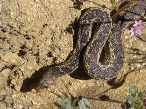D001_Snake