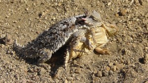 Horny Toads