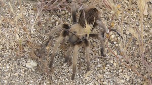 Tarantula