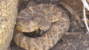 Rattle Snake
