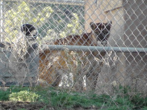 Animal Cages on PCT