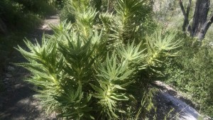 Poodle Dog Bush