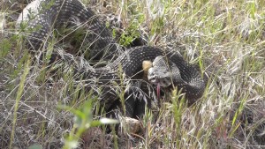Snake Blocks Trail