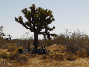 Joshua Tree Shade