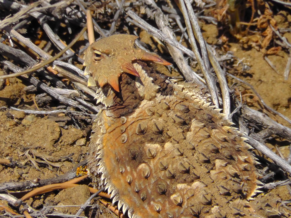 Horned Lizard