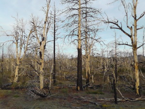 Burned Trees