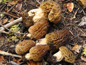 Morels