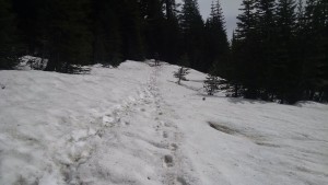 Snow Fields