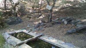Joshua Tree Spring