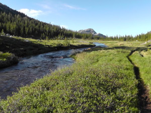 Wet Trails