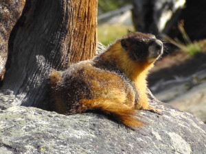 Carefree Marmot