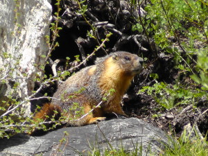 Marmot