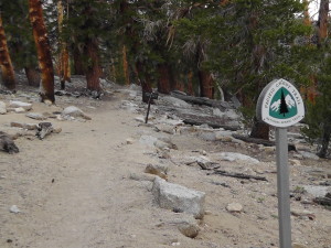 The Trail Back