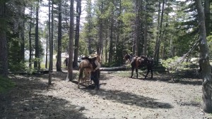 Mules