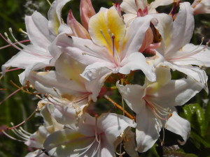 Wild Flowers