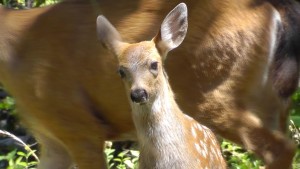 Doe, a Dear