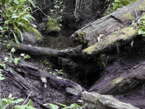 Spring Trickle