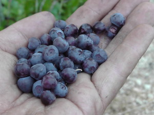Huckleberries