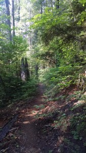 Green Tunnel