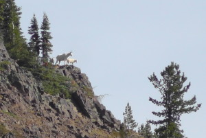 Mountain Goat