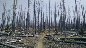 Burn Area