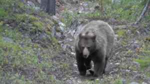 Black Bear