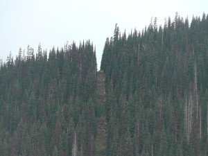 Border Cut