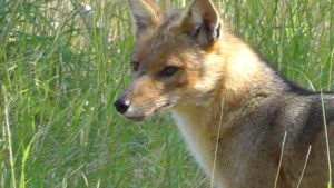 Red Fox