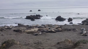 Elephant Seals
