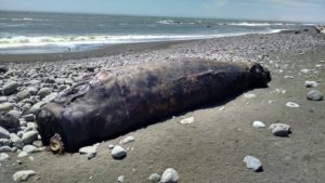 Dead Whale