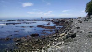 Low Tide Pools