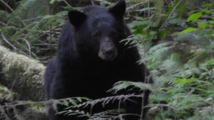 Black Bear