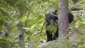 Another Black Bear
