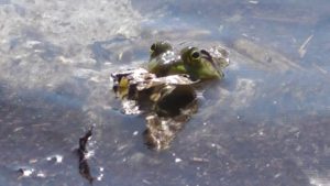 Frog Catches Butterfly