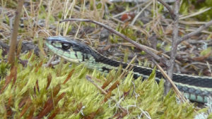 Garter Snake