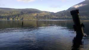 Powell Lake - Fiddlehead